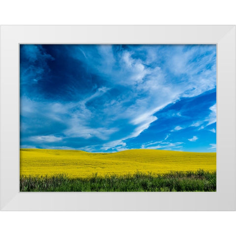 USA-Washington State-Palouse and springtime crop of Canola White Modern Wood Framed Art Print by Gulin, Sylvia