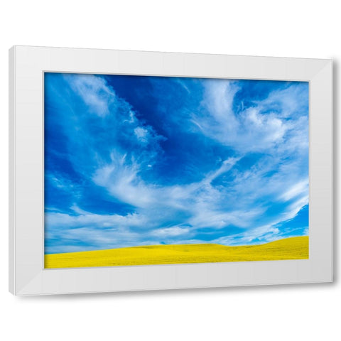 USA-Washington State-Palouse and springtime crop of Canola White Modern Wood Framed Art Print by Gulin, Sylvia