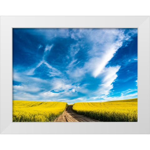 USA-Washington State-Palouse canola fields in yellow with dirt road White Modern Wood Framed Art Print by Gulin, Sylvia