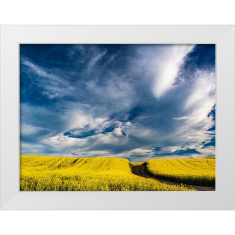 USA-Washington State-Palouse canola fields in yellow with dirt road White Modern Wood Framed Art Print by Gulin, Sylvia
