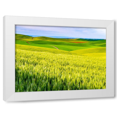 USA-Washington State-Palouse overview of wheat fields from above White Modern Wood Framed Art Print by Gulin, Sylvia