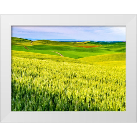 USA-Washington State-Palouse overview of wheat fields from above White Modern Wood Framed Art Print by Gulin, Sylvia