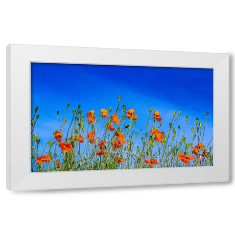 USA-Washington State-Palouse and field of red poppies White Modern Wood Framed Art Print by Gulin, Sylvia