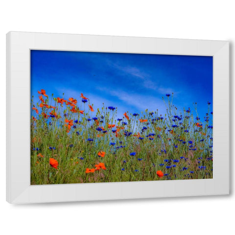 USA-Washington State-Palouse springtime with red poppies and bachelor buttons White Modern Wood Framed Art Print by Gulin, Sylvia
