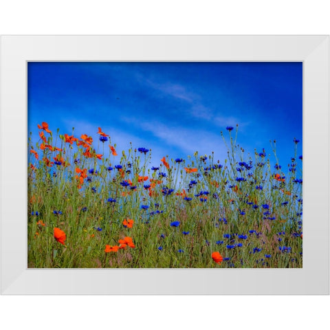 USA-Washington State-Palouse springtime with red poppies and bachelor buttons White Modern Wood Framed Art Print by Gulin, Sylvia