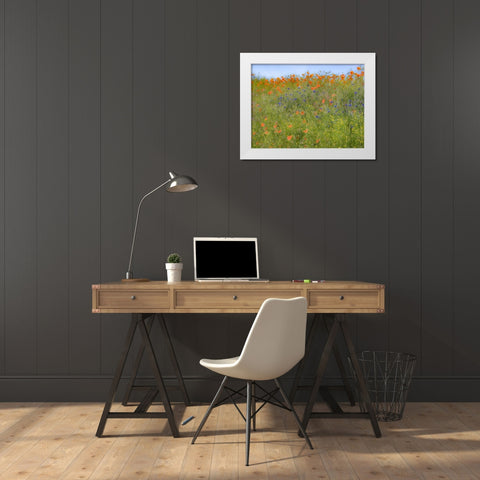 USA-Washington State-Palouse springtime with red poppies and bachelor buttons White Modern Wood Framed Art Print by Gulin, Sylvia