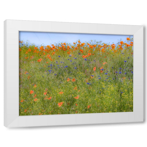 USA-Washington State-Palouse springtime with red poppies and bachelor buttons White Modern Wood Framed Art Print by Gulin, Sylvia