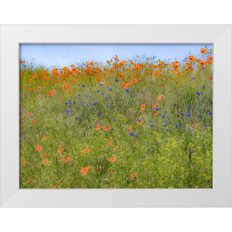 USA-Washington State-Palouse springtime with red poppies and bachelor buttons White Modern Wood Framed Art Print by Gulin, Sylvia