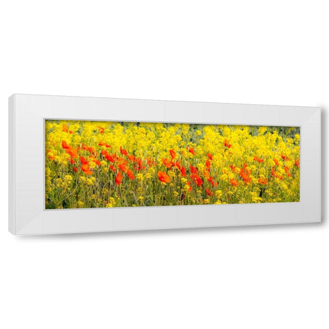 USA-Washington State-Palouse red poppies and yellow canola White Modern Wood Framed Art Print by Gulin, Sylvia