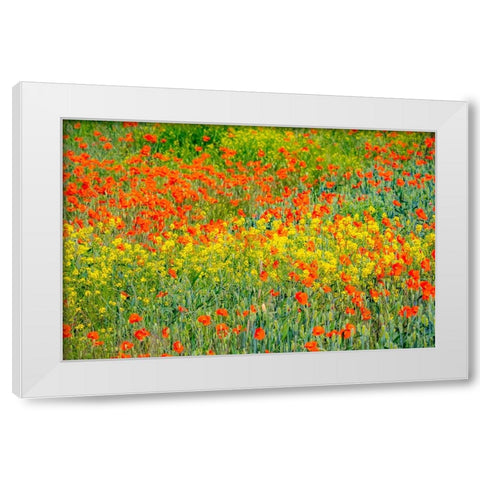 USA-Washington State-Palouse red poppies and yellow canola White Modern Wood Framed Art Print by Gulin, Sylvia