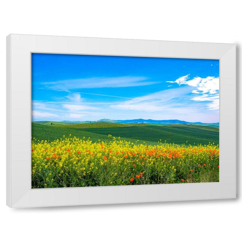USA-Washington State-Palouse red poppies and yellow canola with landscape of wheat fields White Modern Wood Framed Art Print by Gulin, Sylvia