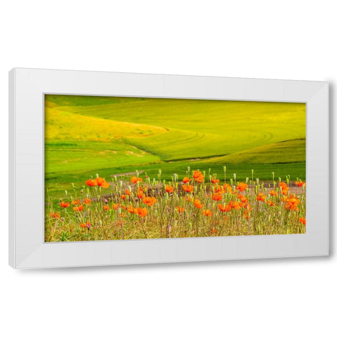 USA-Washington State-Palouse red poppies and yellow canola with landscape of wheat fields White Modern Wood Framed Art Print by Gulin, Sylvia