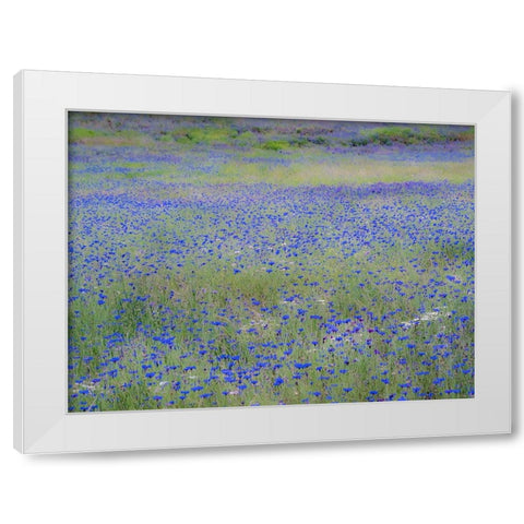 USA-Washington State-Palouse blue bachelor buttons in large field near Winona White Modern Wood Framed Art Print by Gulin, Sylvia