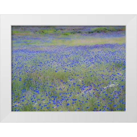 USA-Washington State-Palouse blue bachelor buttons in large field near Winona White Modern Wood Framed Art Print by Gulin, Sylvia