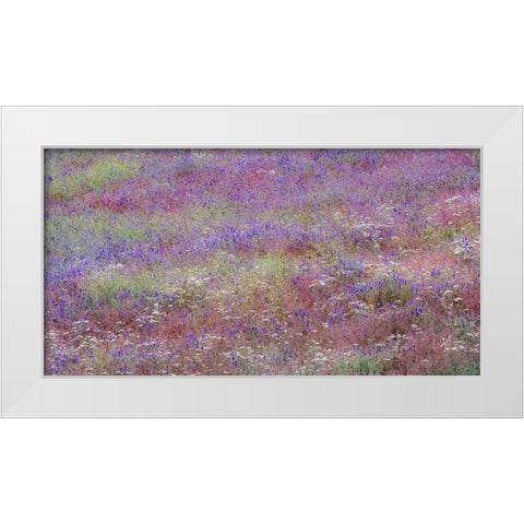 USA-Washington State-Palouse vetch growing along road near Winona White Modern Wood Framed Art Print by Gulin, Sylvia