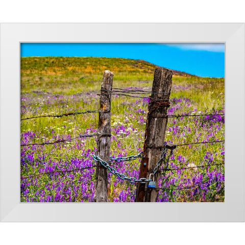 USA-Washington State-Benge and field of vetch blooming with wooden fenced gate and lock White Modern Wood Framed Art Print by Gulin, Sylvia