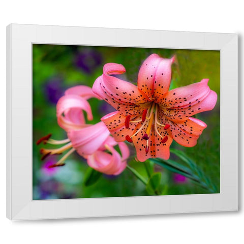 USA-Washington State-Pacific Northwest Sammamish Orange Tiger Lily close up White Modern Wood Framed Art Print by Gulin, Sylvia
