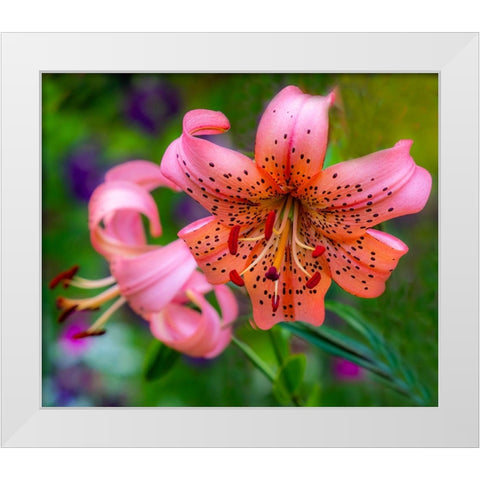 USA-Washington State-Pacific Northwest Sammamish Orange Tiger Lily close up White Modern Wood Framed Art Print by Gulin, Sylvia