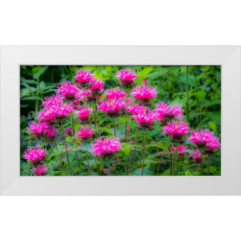 USA-Washington State-Sammamish and our garden with pink Bee Balm White Modern Wood Framed Art Print by Gulin, Sylvia