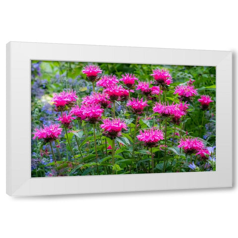 USA-Washington State-Sammamish and our garden with pink Bee Balm White Modern Wood Framed Art Print by Gulin, Sylvia