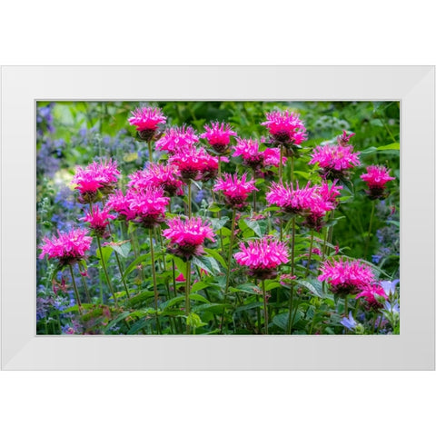 USA-Washington State-Sammamish and our garden with pink Bee Balm White Modern Wood Framed Art Print by Gulin, Sylvia