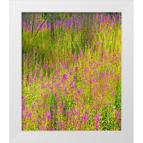 USA-Washington State-burnt forest and fire weed along Lake Cle Elum Washington Cascades White Modern Wood Framed Art Print by Gulin, Sylvia