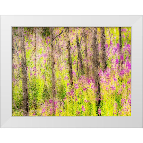 USA-Washington State-burnt forest and fire weed along Lake Cle Elum Washington Cascades White Modern Wood Framed Art Print by Gulin, Sylvia