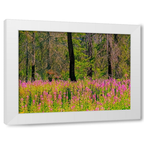 USA-Washington State-burnt forest and fire weed along Lake Cle Elum Washington Cascades White Modern Wood Framed Art Print by Gulin, Sylvia