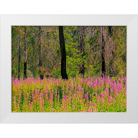 USA-Washington State-burnt forest and fire weed along Lake Cle Elum Washington Cascades White Modern Wood Framed Art Print by Gulin, Sylvia