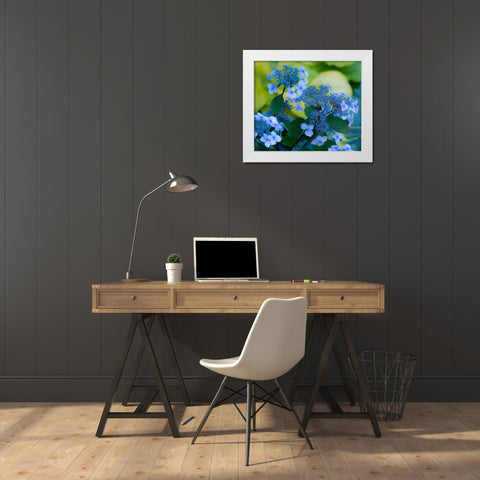 USA-Washington State-Pacific Northwest-Sammamish blue Hydrangea in our garden White Modern Wood Framed Art Print by Gulin, Sylvia