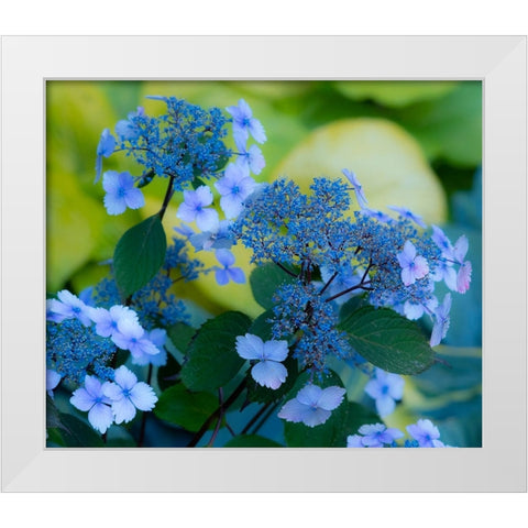 USA-Washington State-Pacific Northwest-Sammamish blue Hydrangea in our garden White Modern Wood Framed Art Print by Gulin, Sylvia