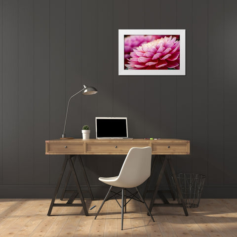 USA-Washington State-Pacific Northwest Sammamish Dahlia flowers in bloom White Modern Wood Framed Art Print by Gulin, Sylvia