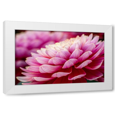 USA-Washington State-Pacific Northwest Sammamish Dahlia flowers in bloom White Modern Wood Framed Art Print by Gulin, Sylvia