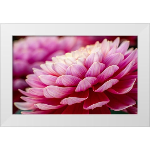USA-Washington State-Pacific Northwest Sammamish Dahlia flowers in bloom White Modern Wood Framed Art Print by Gulin, Sylvia