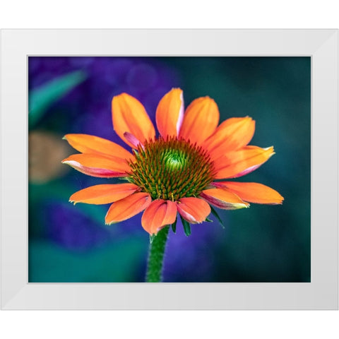 USA-Washington State-Pacific Northwest-Sammamish close-up of State Fair Zinnia White Modern Wood Framed Art Print by Gulin, Sylvia