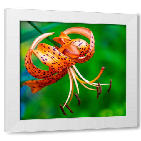 USA-Washington State-Pacific Northwest Sammamish Orange Tiger Lily close up White Modern Wood Framed Art Print by Gulin, Sylvia