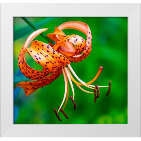 USA-Washington State-Pacific Northwest Sammamish Orange Tiger Lily close up White Modern Wood Framed Art Print by Gulin, Sylvia