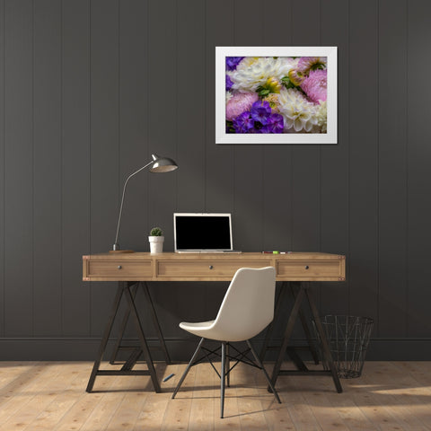 USA-Washington State-Pacific Northwest Sammamish Dahlia flowers in bloom White Modern Wood Framed Art Print by Gulin, Sylvia