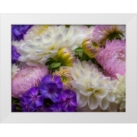 USA-Washington State-Pacific Northwest Sammamish Dahlia flowers in bloom White Modern Wood Framed Art Print by Gulin, Sylvia