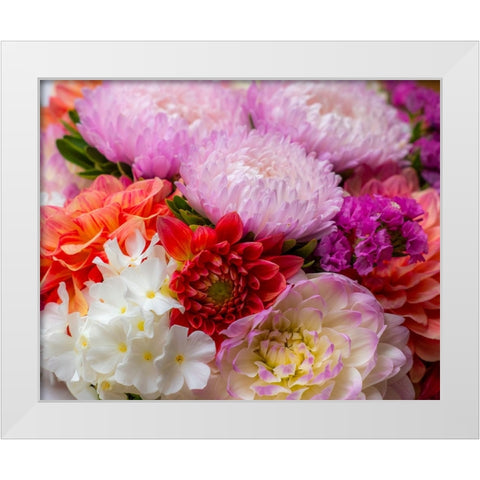 USA-Washington State-Pacific Northwest Sammamish Dahlia flowers in bloom White Modern Wood Framed Art Print by Gulin, Sylvia