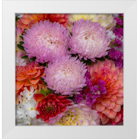 USA-Washington State-Pacific Northwest Sammamish Dahlia flowers in bloom White Modern Wood Framed Art Print by Gulin, Sylvia