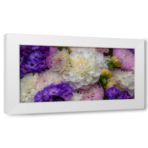 USA-Washington State-Pacific Northwest Sammamish Dahlia flowers in bloom White Modern Wood Framed Art Print by Gulin, Sylvia