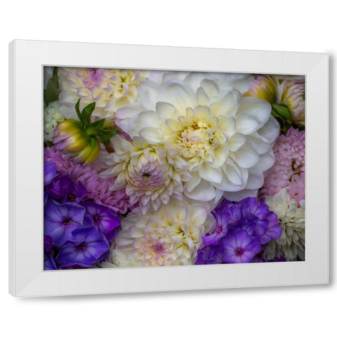 USA-Washington State-Pacific Northwest Sammamish Dahlia flowers in bloom White Modern Wood Framed Art Print by Gulin, Sylvia