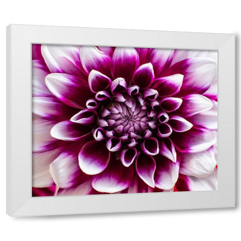 USA-Washington State-Pacific Northwest Sammamish Dahlia flowers in bloom White Modern Wood Framed Art Print by Gulin, Sylvia
