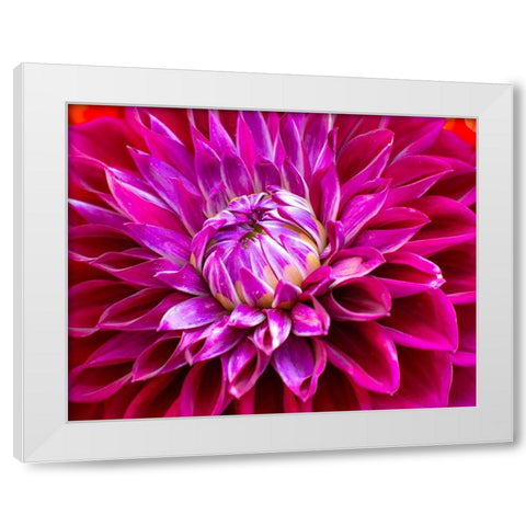 USA-Washington State-Pacific Northwest Sammamish Dahlia flowers in bloom White Modern Wood Framed Art Print by Gulin, Sylvia