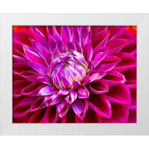 USA-Washington State-Pacific Northwest Sammamish Dahlia flowers in bloom White Modern Wood Framed Art Print by Gulin, Sylvia