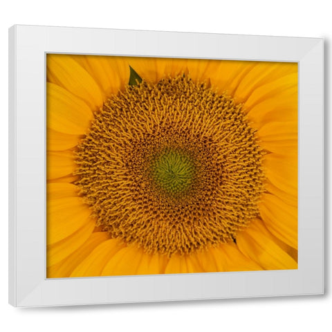 USA-Washington State-Pacific Northwest Sammamish Orange / yellow sunflower close up White Modern Wood Framed Art Print by Gulin, Sylvia