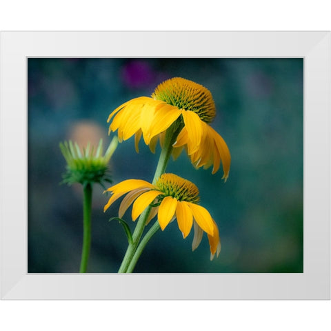 USA-Washington State-Pacific Northwest-Sammamish yellow cone flower White Modern Wood Framed Art Print by Gulin, Sylvia