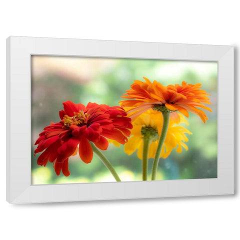 USA-Washington State-Pacific Northwest-Sammamish close-up of State Fair Zinnia White Modern Wood Framed Art Print by Gulin, Sylvia
