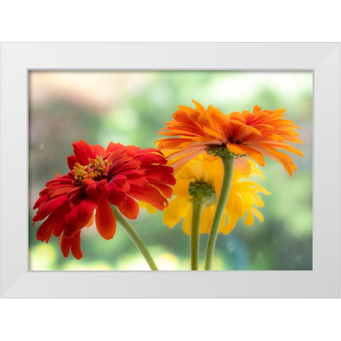 USA-Washington State-Pacific Northwest-Sammamish close-up of State Fair Zinnia White Modern Wood Framed Art Print by Gulin, Sylvia